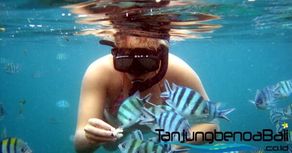 Snorkeling Tanjung Benoa Bali