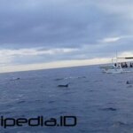 Biaya Melihat Lumba-Lumba di Lovina Bali Maret 2026