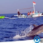 Serunya Menyaksikan Atraksi Lumba-lumba Lovina di Pulau Dewata