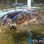 Pulau Penyu Tanjung Benoa Bali