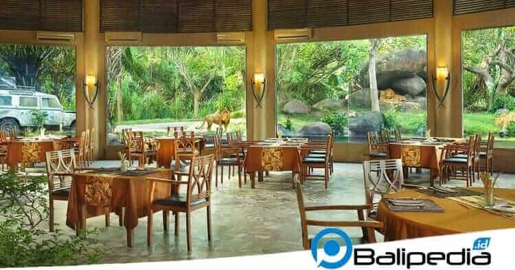Tsavo Lion Resto Bali Safari Park